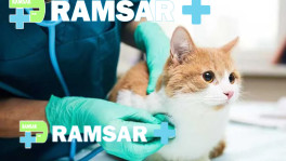 بهترین دامپزشک رامسر