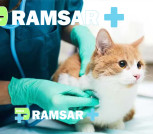 بهترین دامپزشک رامسر