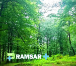 شهر دالخانی