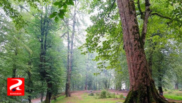 deep-in-the-dalkhani-jungle