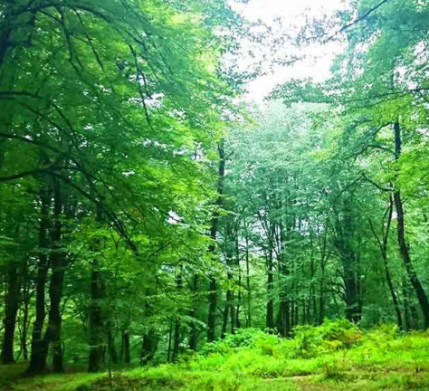 شهر دالخانی